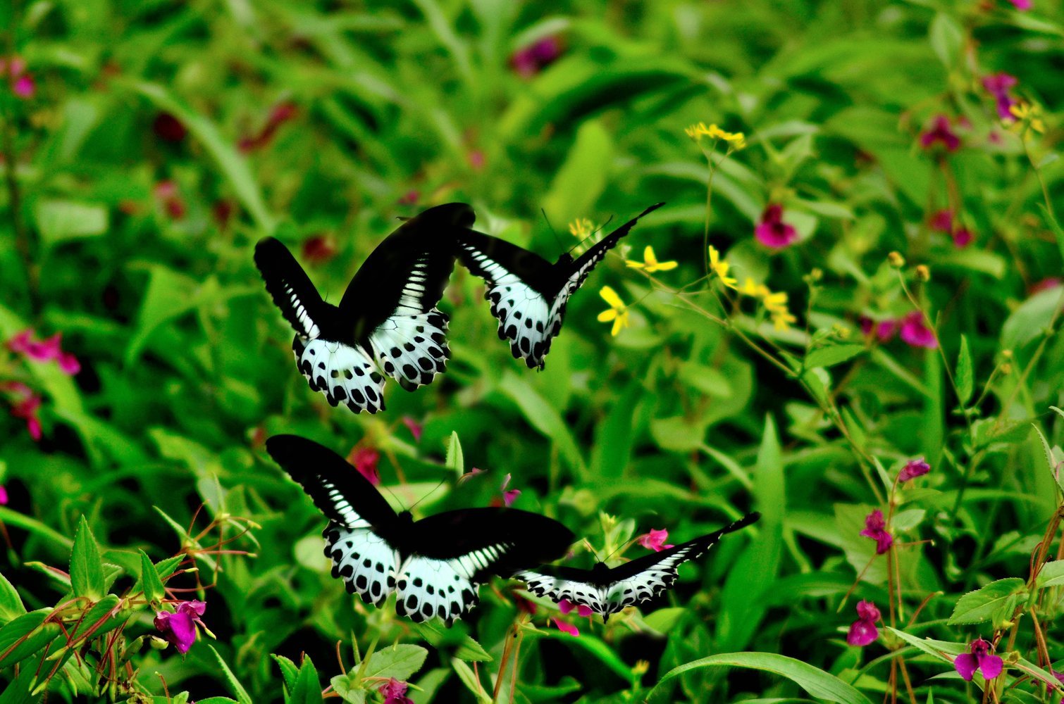 kaas-pathar-from-pune