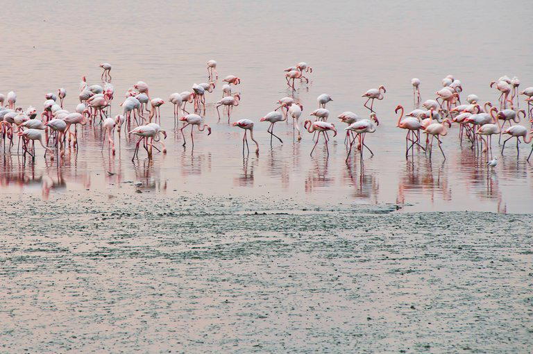 Flamingo boat safari Airoli creek - Tour