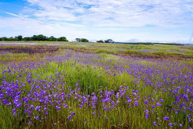 Valley of Flowers Maharashtra Trip - Collection