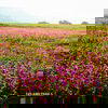 Kaas Plateau  Kaas Plateau