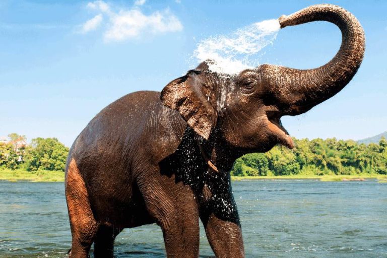 A guide to the best wildlife sanctuaries in Kerala