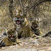 Ranthambore Tigers