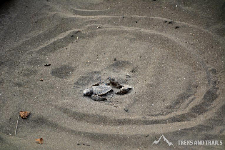 Velas Turtle Festival 2025 from Pune - Tour